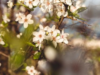 Spring flowers at the beach of the Baltic Sea in Timmendorfer Strand, Germany.