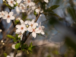 Spring flowers at the beach of the Baltic Sea in Timmendorfer Strand, Germany.