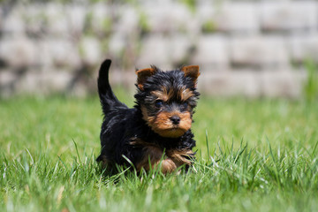 Cute little yourkie posing in the garden. Yourkshire terrier puppy