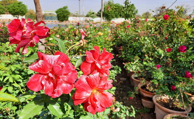 Beautiful rose flowers in nursery, rose flowers in garden