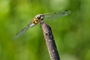close-up view of dragonfly on the plant