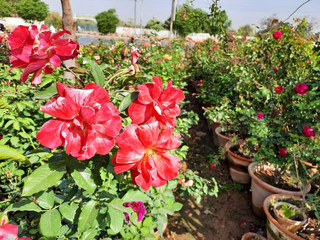Fototapeta na wymiar Beautiful rose flowers in nursery, rose flowers in garden