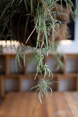 Obraz premium plant in a pot
