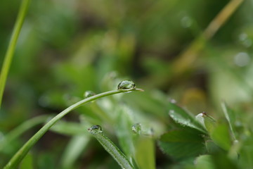 morning dew