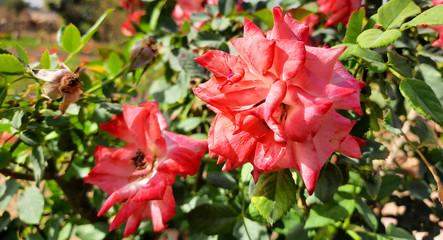 Beautiful rose flowers in nursery, rose flowers in garden