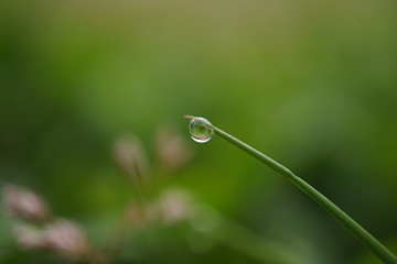 morning dew