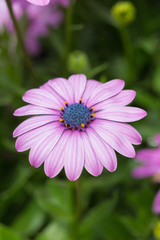 Obraz premium Blooming red blue chrysanthemum flowers and green leaves，Arctotis stoechadifolia var.grandis