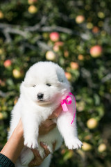 Samoyed puppy posing outside. Beautiful white dog in green background.	