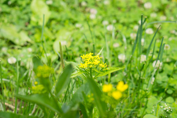 Yellow wild flowers grown in the garden.