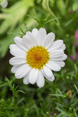 Blooming red blue chrysanthemum flowers and green leaves，Arctotis stoechadifolia var.grandis