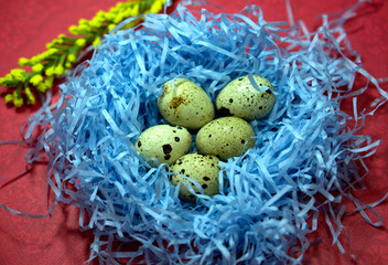 Five spotted quail eggs in an artificial nest on a colored background.