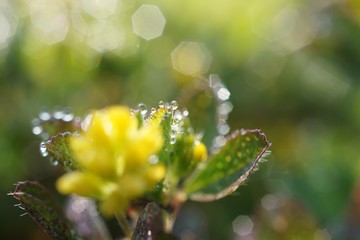 morning dew