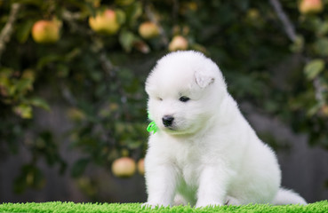 Samoyed puppy posing outside. Beautiful white dog in green background.	