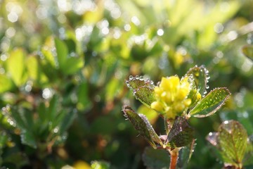 morning dew