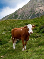 Fototapeta na wymiar Brown and white dairy cow eating green grass on a mountain with cloudy sky.