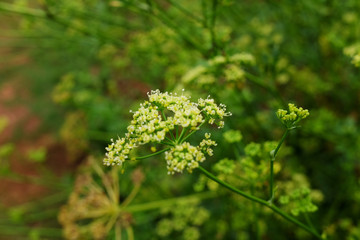 Blooming White wildflowers field morning dew on valley mountain in Thailand