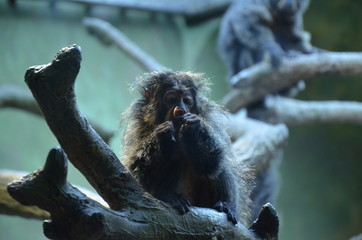 White-faced Saki (Pithecia pithecia) in Frankfurt am Main zoo