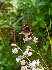 Brown orange butterfly on alp flowers with green grass in the background.