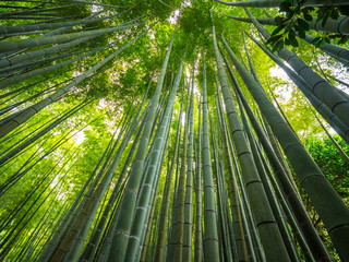 Fototapeta na wymiar Bamboo Forest in Japan - a wonderful place for recreation - TOKYO / JAPAN - JUNE 17, 2018