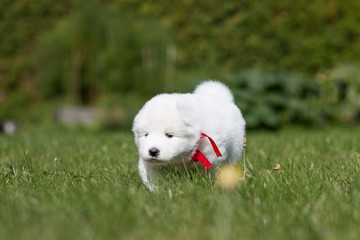 Samoyed puppy posing outside. Beautiful white dog in green background.