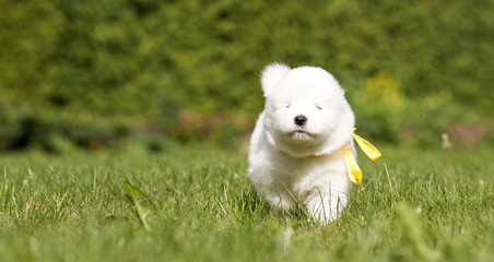 Samoyed puppy posing outside. Beautiful white dog in green background.	