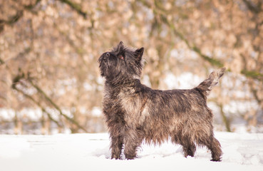 Cairn terrier dog posing outside in the park.	