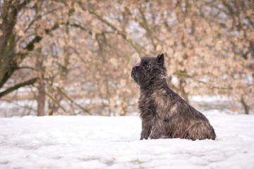 Cairn terrier dog posing outside in the park.	