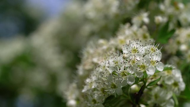 Blooming Hawthorn tree in spring (Crataegus) - (4K)
