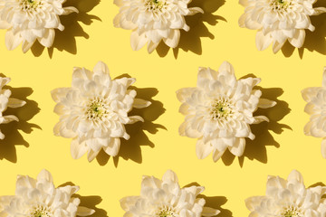 chrysanthemum flower with shadow pattern on yellow background