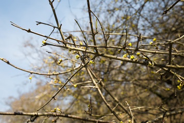 Tree in early spring. View from below. Selective focus.