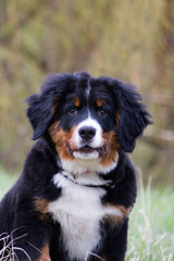 Bernese mountain dog puppy outside playing. Happy young puppy in the park.	