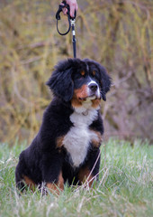 Bernese mountain dog puppy outside playing. Happy young puppy in the park.	