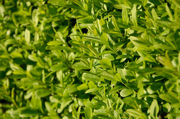 Fototapeta premium hedge of fresh green leaves beautiful shrub with bright young foliage close-up