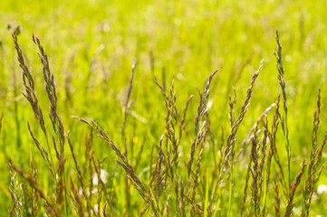inflorescences of false oat-grass in a meadow