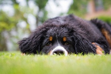 Bernese mountain dog puppy outside playing. Happy young puppy in the park.	