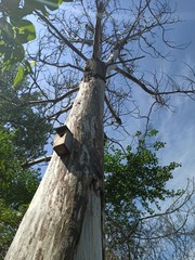 Nowe życie na umierającym pniu. © WalDec