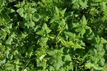 Fototapeta na wymiar Bright green leaves of stinging nettles, dock leaves and cleavers in early summer