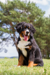 Bernese mountain dog puppy outside playing. Happy young puppy in the park.