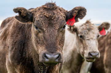 steers and bullocks Beef cows and calfs grazing on grass in south west victoria, Australia. eating...