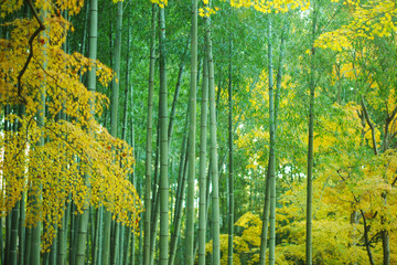 竹の庭園