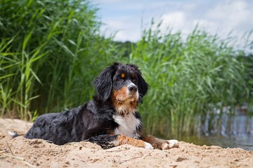 Bernese mountain dog puppy outside playing. Happy young puppy in the park.
