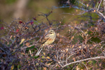 Cirl Bunting, (Emberiza cirlus) perched on a branch.