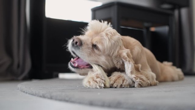 Cute cocker spaniel dog chew bone toy