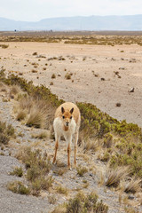 Vicu&ntilde;a in the Arequipa Colca reserve