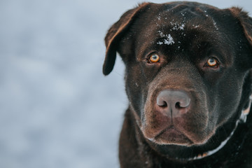 Beautiful chocolate labrador retriever posing outside at winter. Labrador in the snow.	