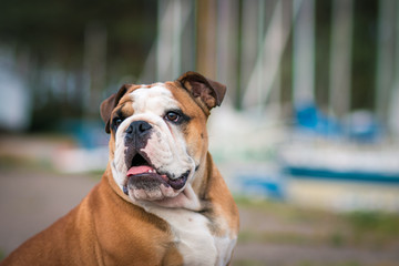English bulldog puppy in action with crazy faces. Bulldog  running in the beach.