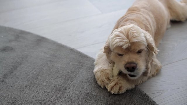 Cocker spaniel gnaw and bite white bone