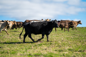 Beef cows and calfs grazing on grass in south west victoria, Australia. eating hay and silage....
