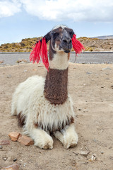 Llama in the Colca Canyon Arequipa