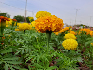 Marigolds shades of yellow and orange, Floral background